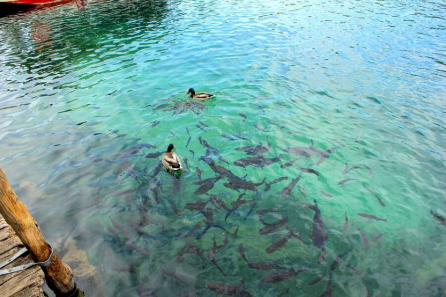 From Split: Plitvice Lakes Fully-Guided Day Tour - From Split to Plitvice: the long ride with real payoff