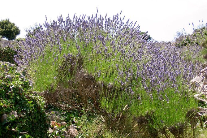 Hvar Lavender Small Group Tour - Why this Hvar lavender route feels practical (not just pretty)