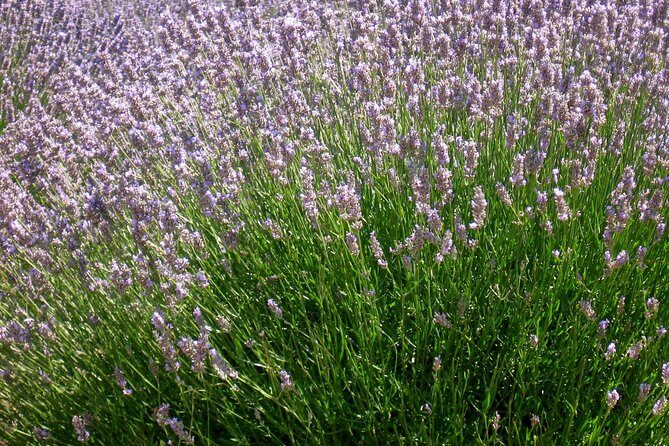 Hvar Lavender Small Group Tour - Getting there: pickup options, meeting point, and mobile ticket