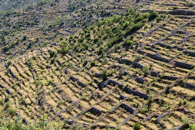 Hvar Lavender Small Group Tour - Stop 2 in Velo Grablje: village time and lavender cheesecake