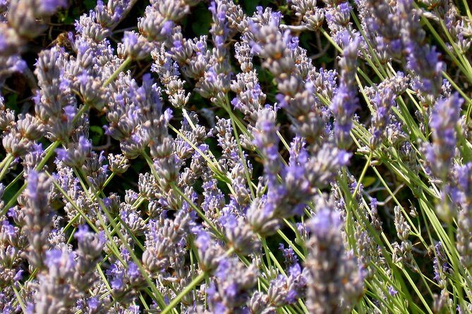 Hvar Lavender Small Group Tour - Photo tips for lavender fields around Brusje