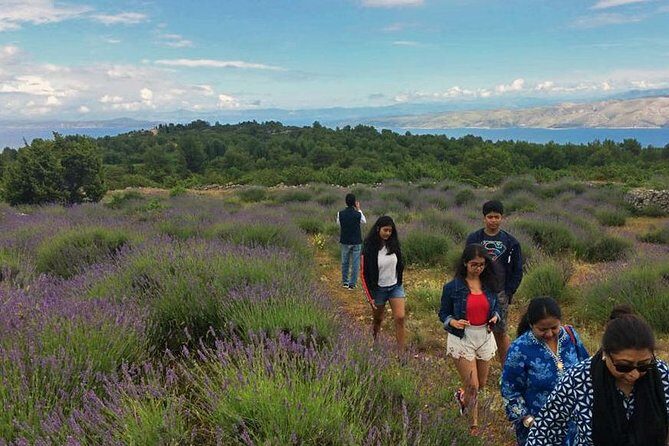 Hvar Lavender Tour - What Makes Hvar’s Lavender Tour Feel Like Real Island Time