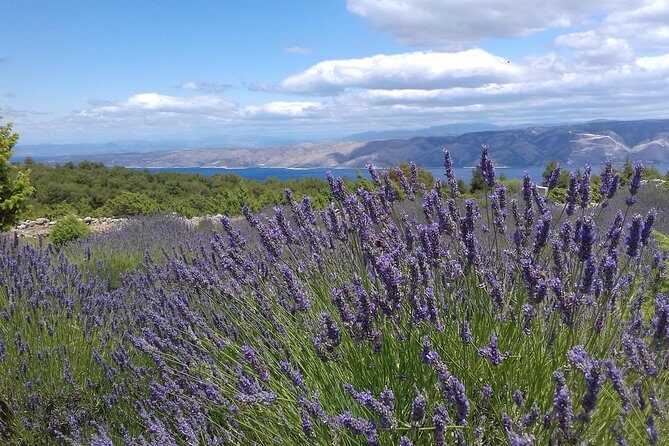 Hvar Lavender Tour - Price, Duration, and Group Size: What Your $96 Buys