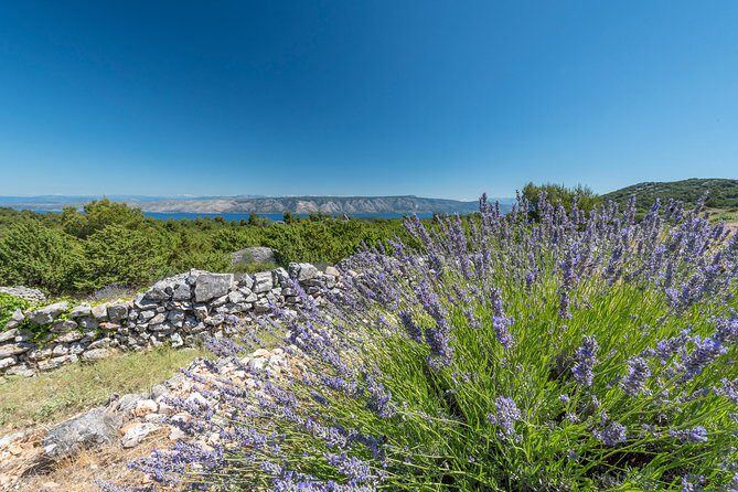 Private Hvar Wine Tasting Tour - Jelsa and the road to Duboković: from countryside to cellar