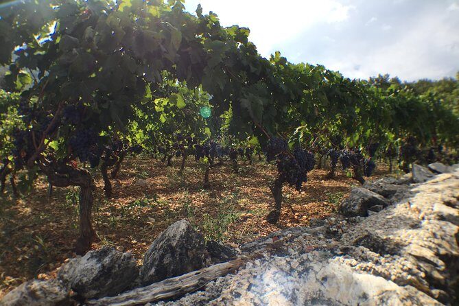Private Hvar Wine Tasting Tour - Inside the candlelit cellar: what the tasting feels like