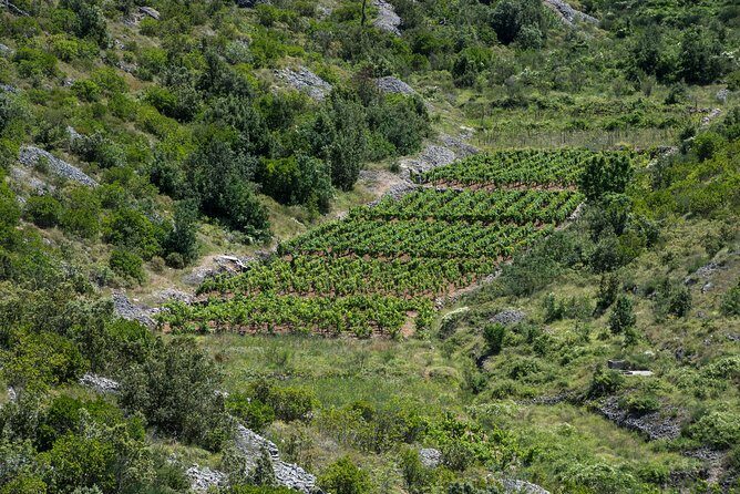 Private Hvar Wine Tasting Tour - The sightseeing balance: history, viewpoints, and a calmer island lens