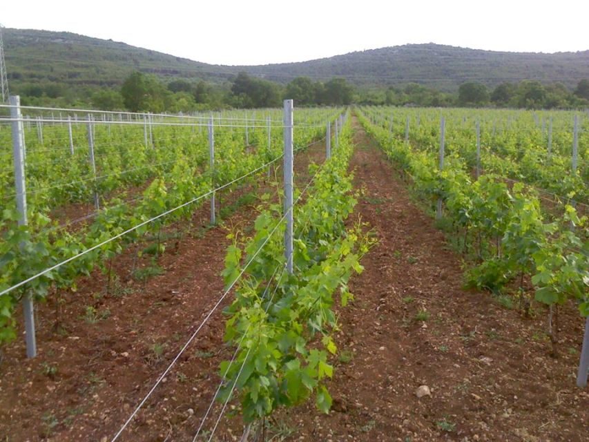 Split or Trogir: Krka Waterfalls & Wine and Food tasting - Price and logistics: does $88 feel worth it?