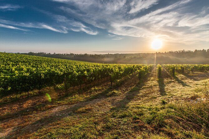 Split/Trogir/Kastela: Krka Private Tour - option: Wine Tasting - Plastovo Vineyard Tasting: Indigenous Wines, Olive Oil, and Herbal Liqueurs